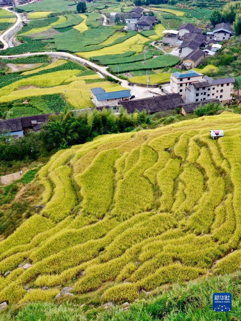 威尼斯在线